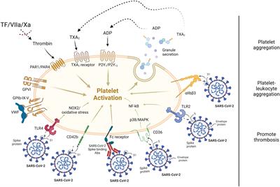 Does SARS-CoV-2 infect platelets?